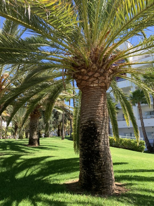 Gartenanlage Hotel Riu Gran Canaria