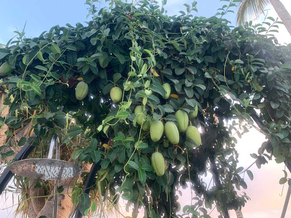 Pool Plus Fariones Suite Hotel