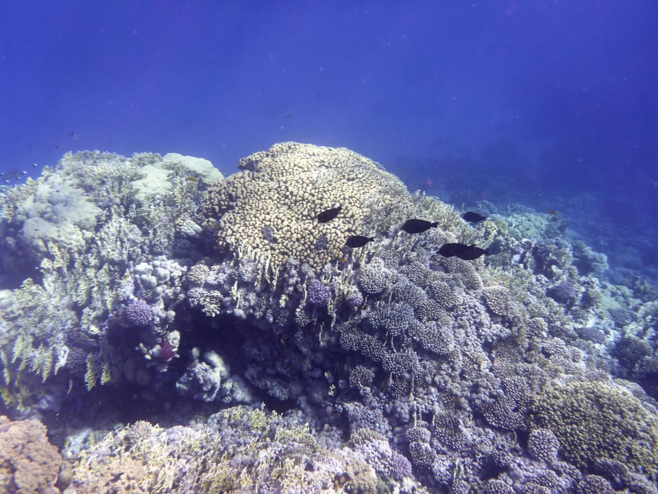 Strand Novotel Marsa Alam Beach Resort