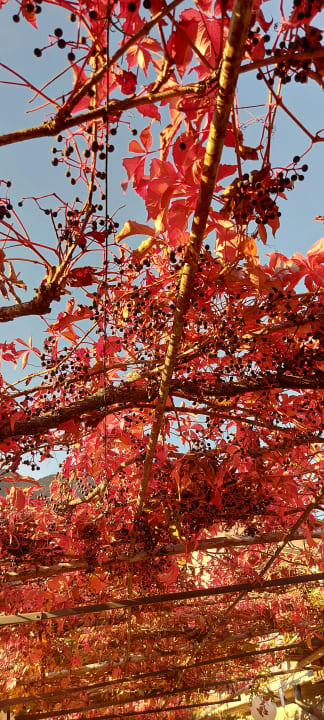 Ausblick Hotel Alpenhof