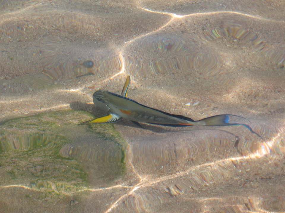 Fisch im knöcheltiefen Wasser Ghazala Beach