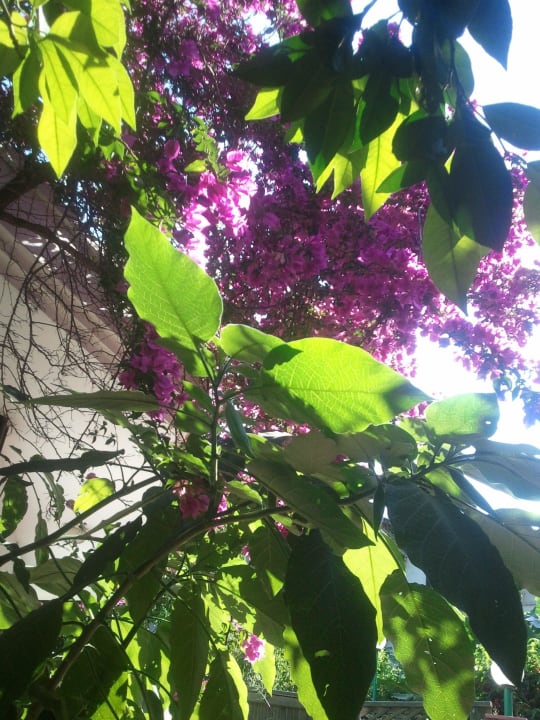 Blütenpracht im Hotelgarten Hotel Onuncuköy Kuenstlerhof