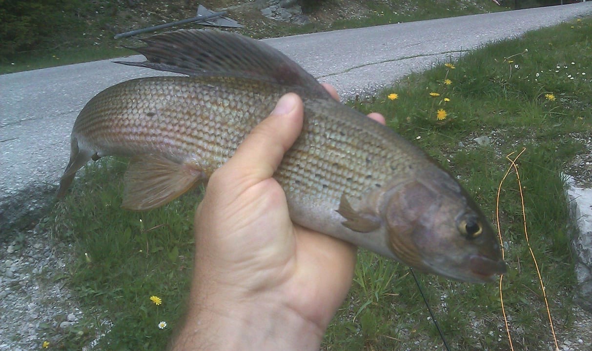 Äsche aus dem Zauchensee Alpen Appartements Zauchensee