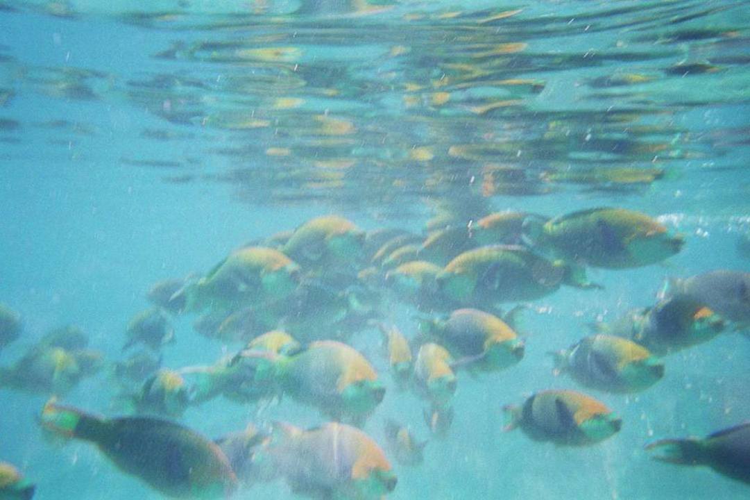 Schwarm Papageifische Kuramathi Maldives