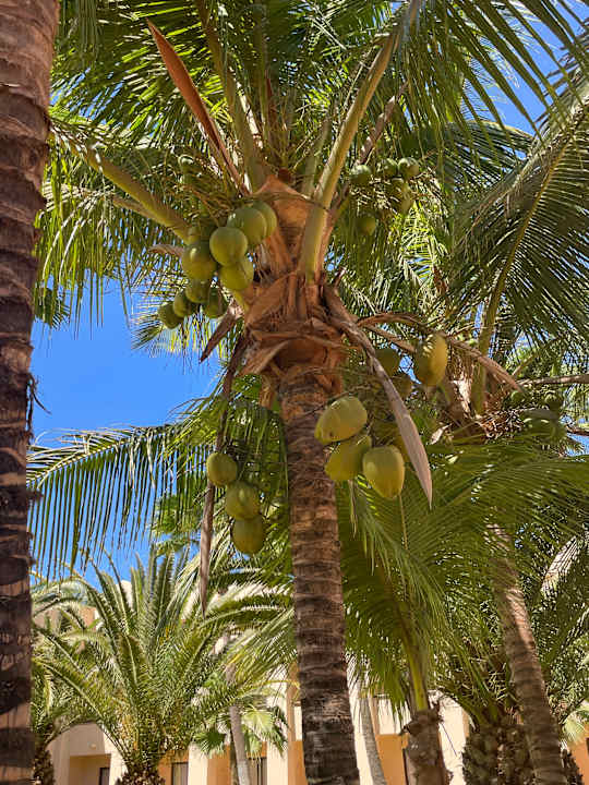 Gartenanlage Hotel Riu Touareg