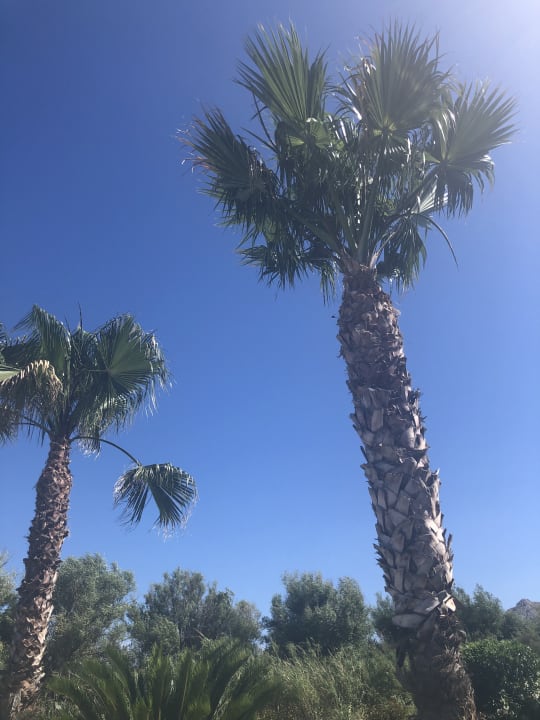 Gartenanlage Atlantica Mikri Poli Rhodes
