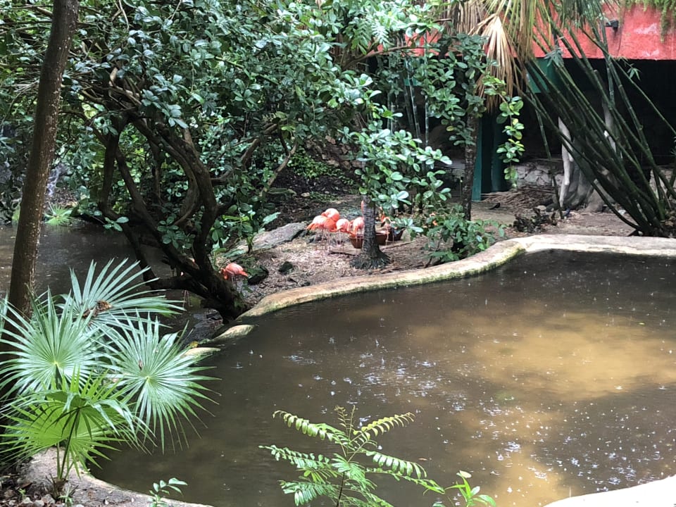 Gartenanlage Iberostar Waves Quetzal