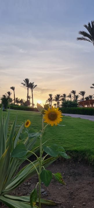 Gartenanlage Cleopatra Luxury Resort Makadi Bay