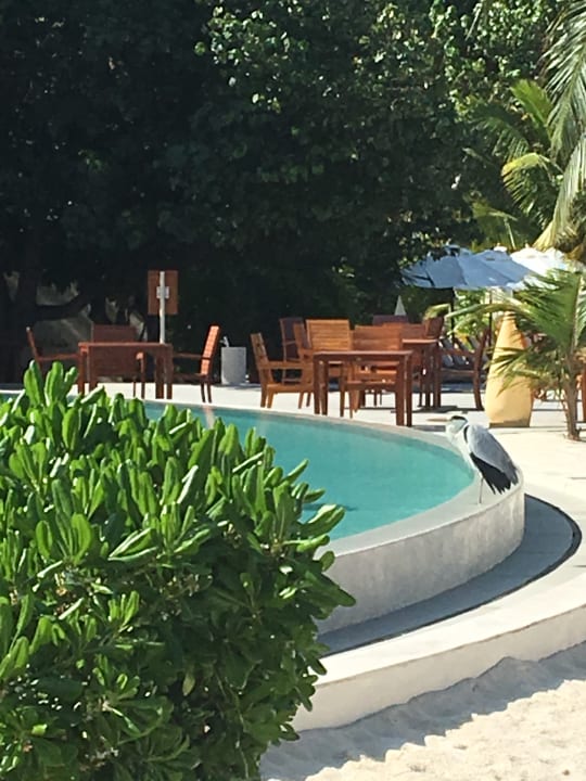 Pool Centara Ras Fushi Resort & Spa Maldives