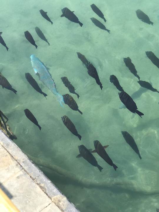 Gartenanlage Pickalbatros Dana Beach Resort - Hurghada