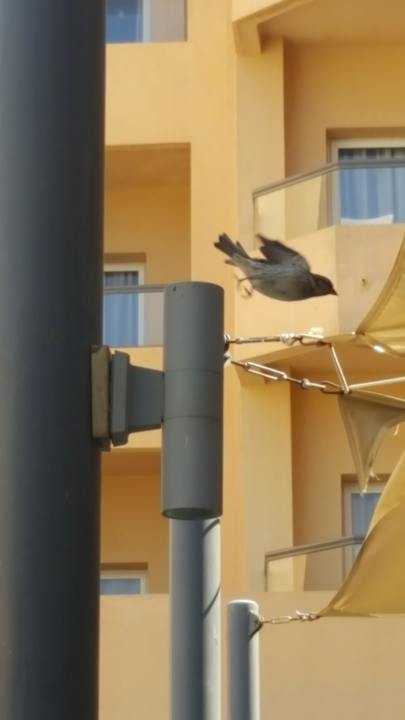 Cool Hotel Rosa Beach