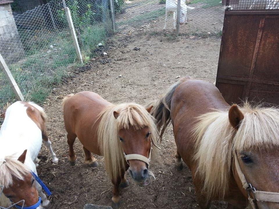 Luna,Spillo e Stella B&B La Casa Nella Prateria