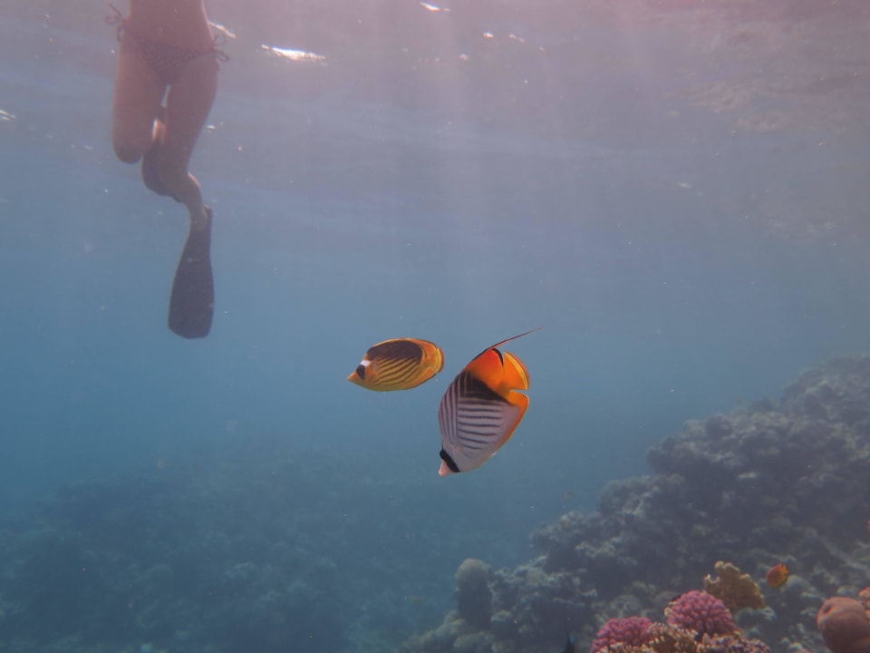 Schnorcheln am Steg Hotel Sheraton Soma Bay Resort