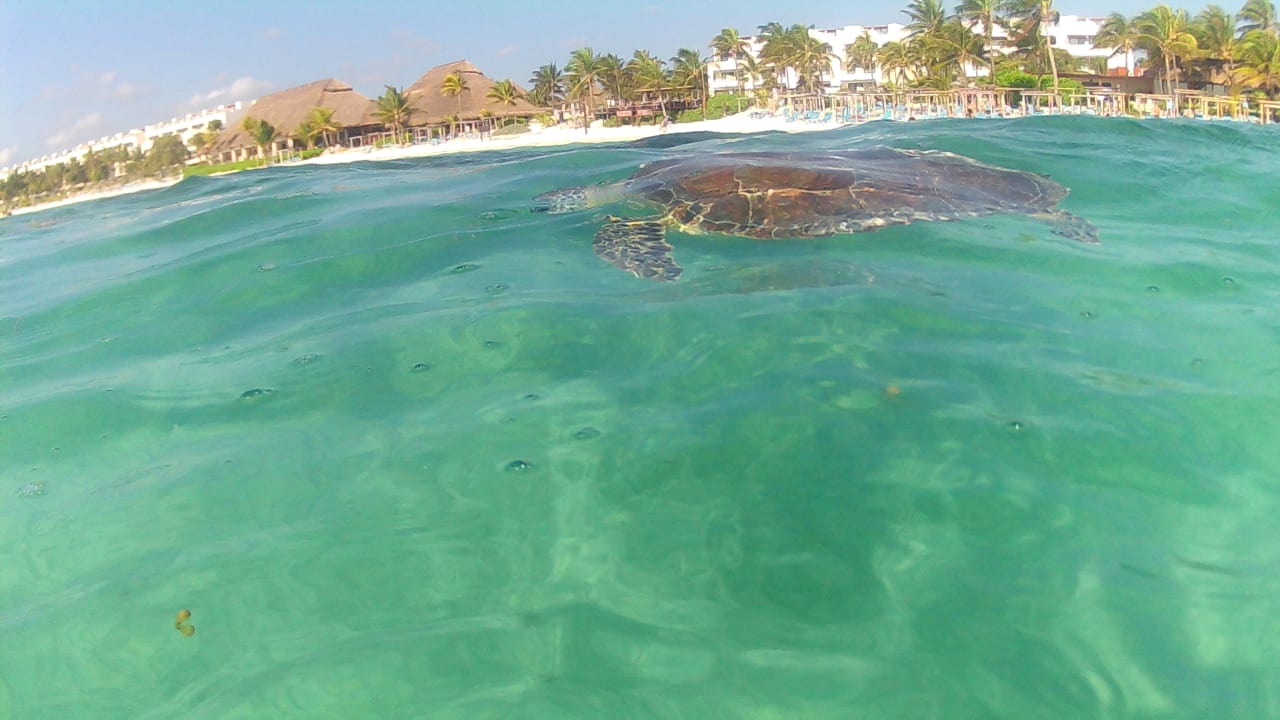 Strand Akumal Bay Beach & Wellness Resort