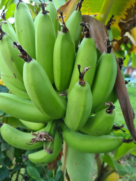 Gartenanlage Aldiana Club Rocca Nettuno Calabria