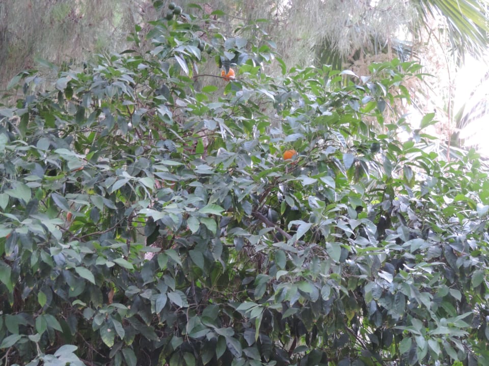 Wunderschöner Apfelsinenbaum Club Sidelya Hotel