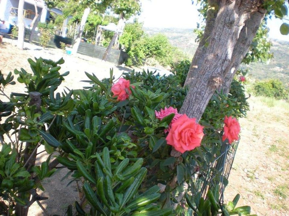 Giardino Oasi Blu Apartment Vacanza