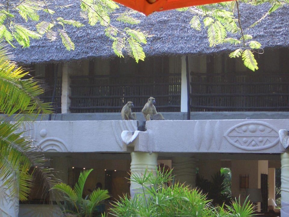 Paviane Baobab Beach Resort & Spa