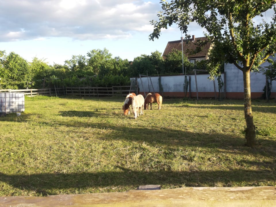 Die Ponys Hotel- Restaurant Werneths Landgasthof Hirschen