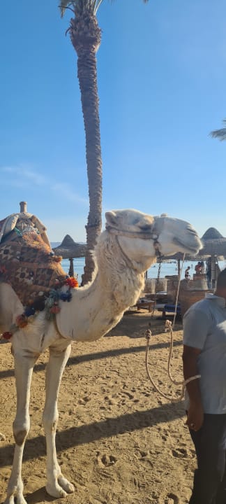 Strand Palm Royale Resort - Soma Bay