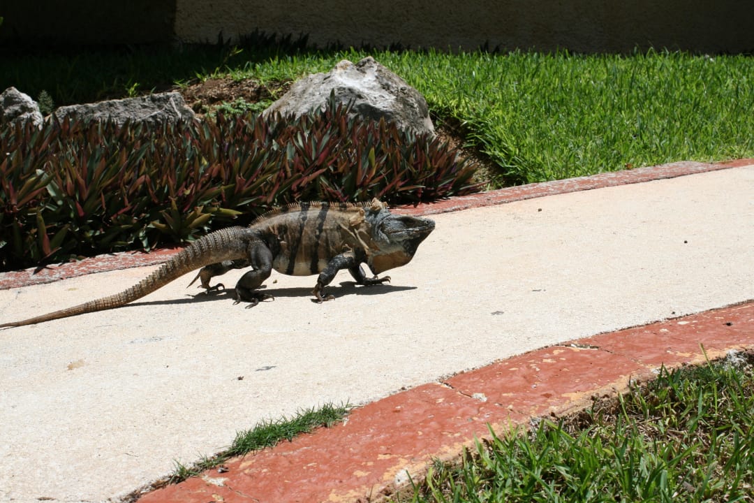 Wildes Tier Grand Palladium Kantenah Resort & Spa