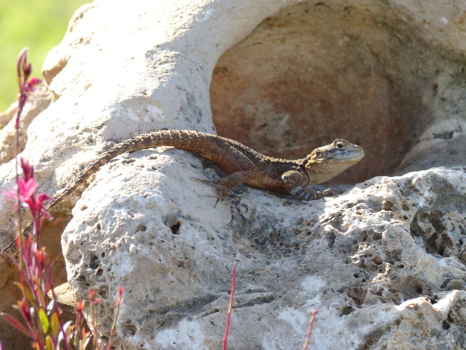 Immer wieder zu sehen  Alba Queen Hotel