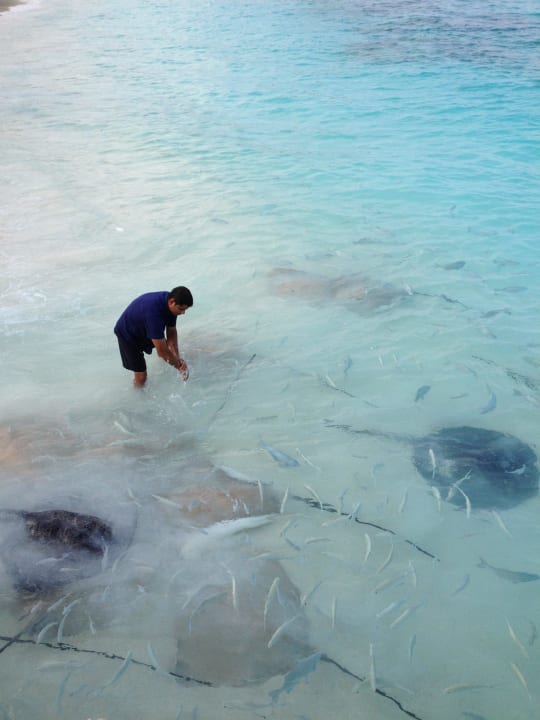 Fütterung Rochen, 18.00 Uhr  NH Collection Maldives Reethi Resort