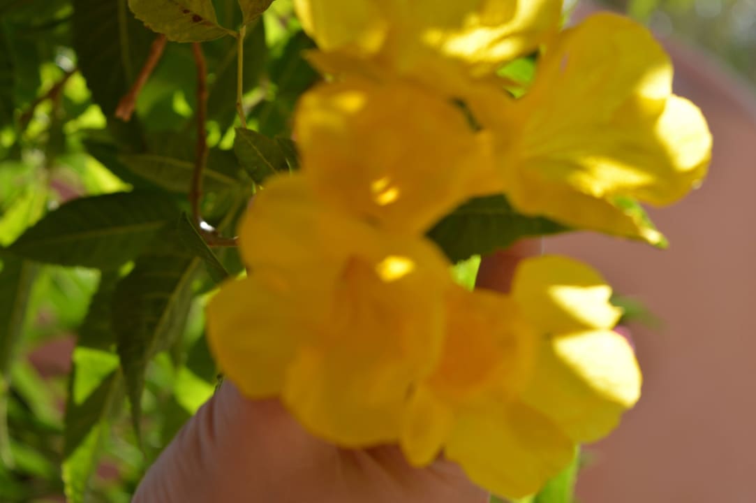 Цветы  Jaz Makadi Oasis Resort