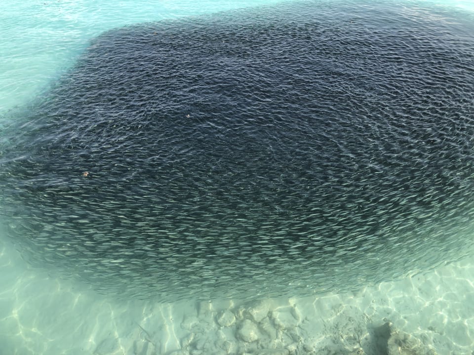 Strand Summer Island Maldives