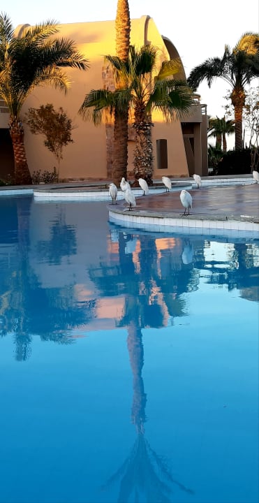 Pool Shams Alam Beach Resort