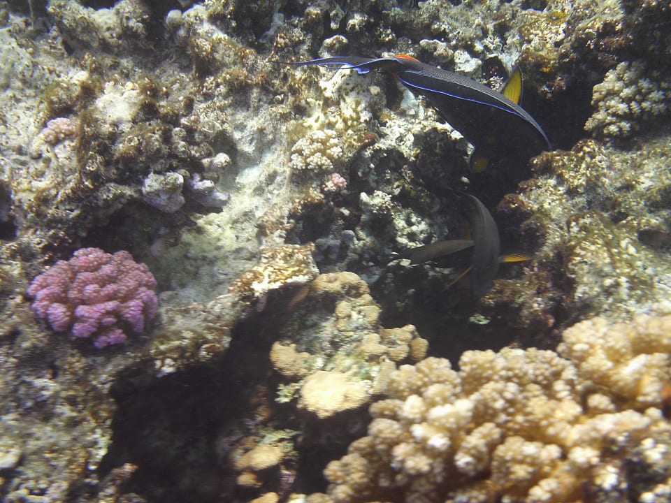 Strand Sentido Caribbean World Soma Bay