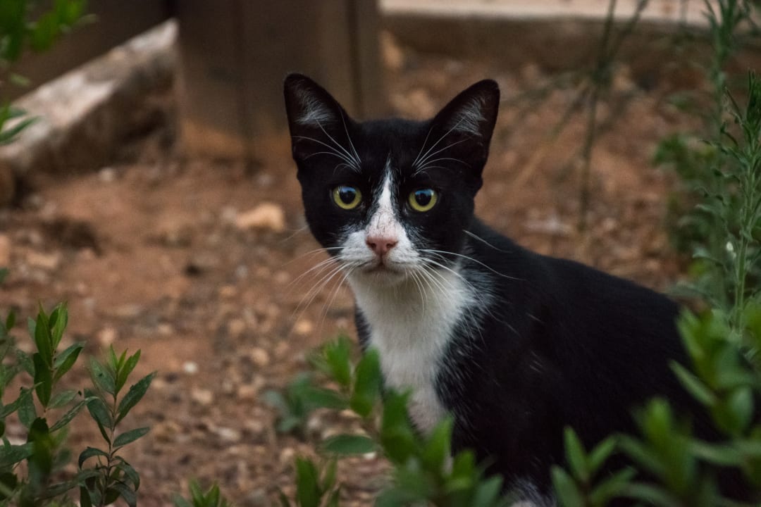 Sport & Freizeit Atlantica Plimmiri
