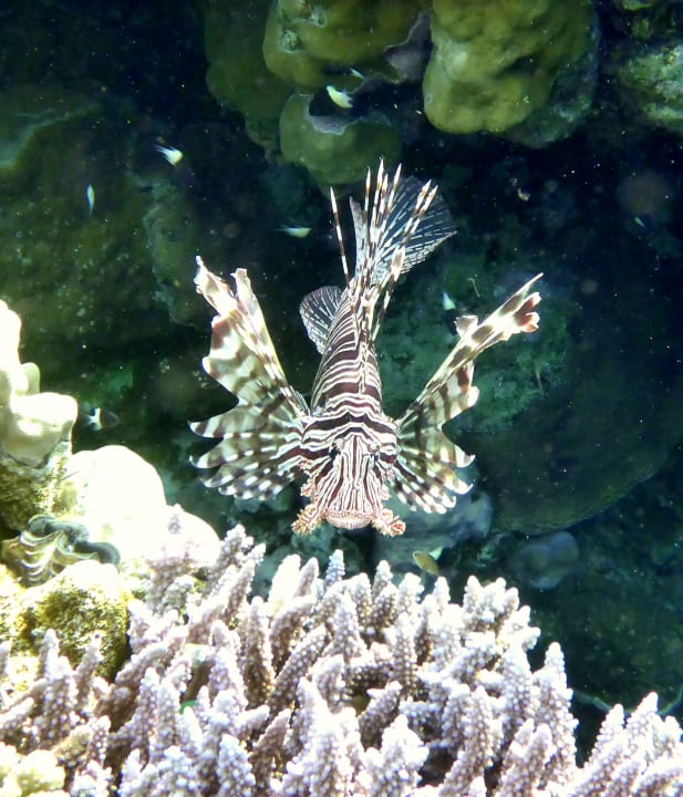 Strand Mövenpick Resort El Quseir