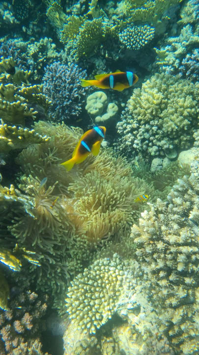 Sport & Freizeit Hotel Gorgonia Beach Resort