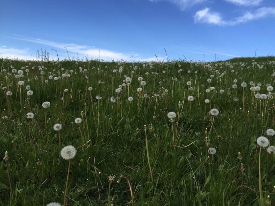Die Wiese hinter dem Haus Märchenbauernhof Weidelshof