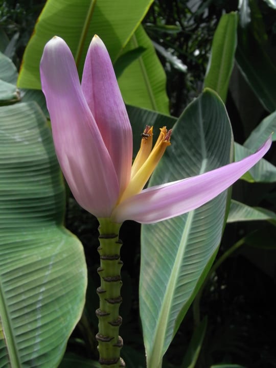 Bananenblüte Sai Kaew Beach Resort