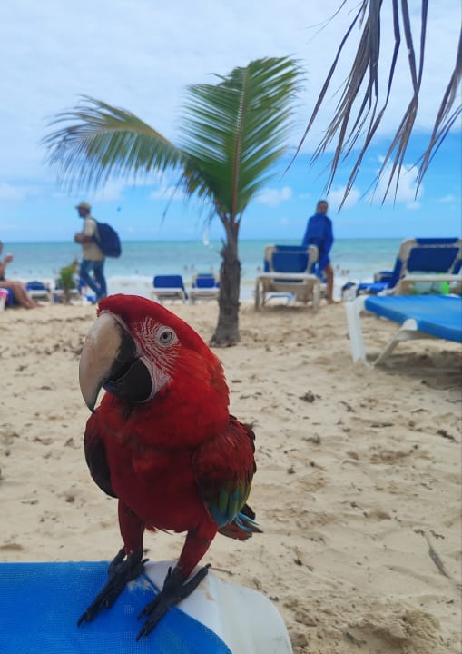 Strand Hotel Riu Palace Punta Cana