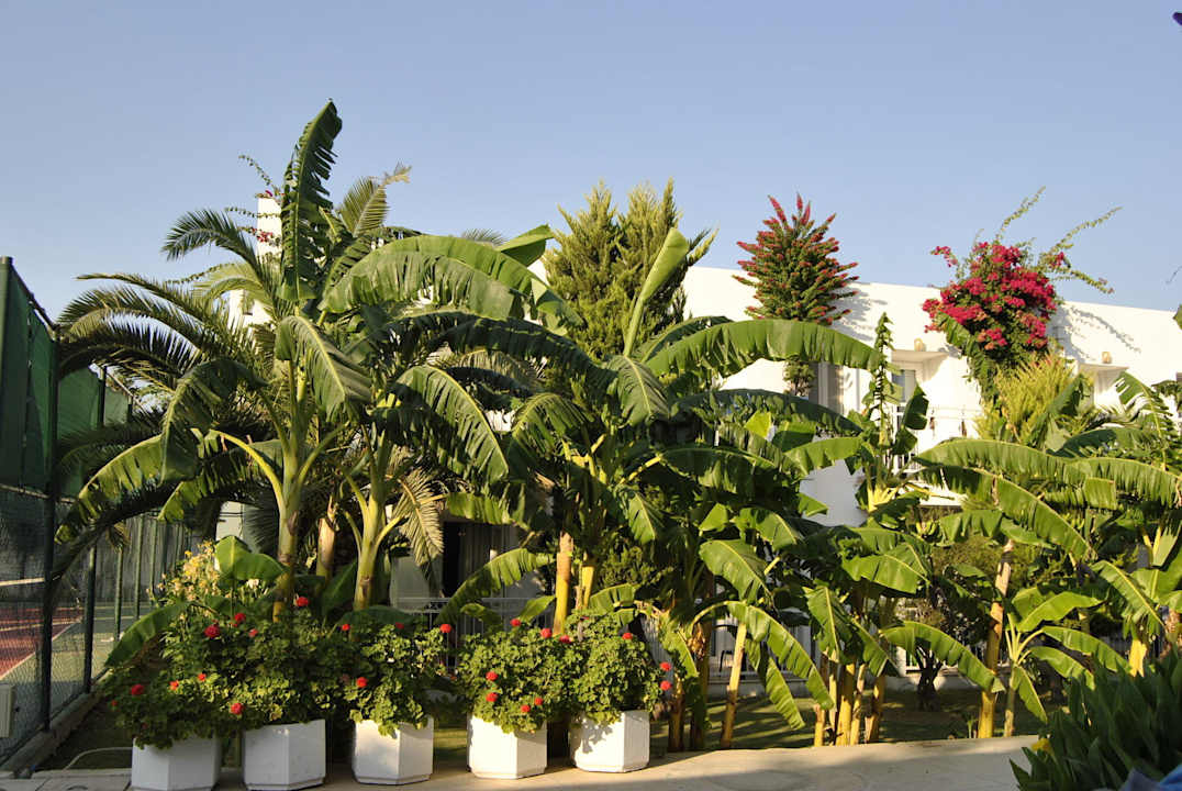 Widok z pokoju Petunya Beach Resort