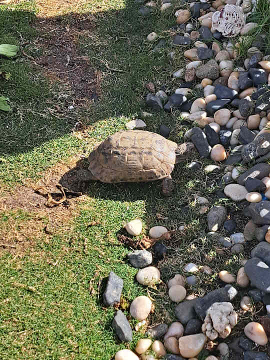 Strand Steigenberger Coraya Beach - Adults only