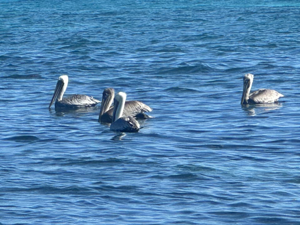 Strand Melia Las Dunas