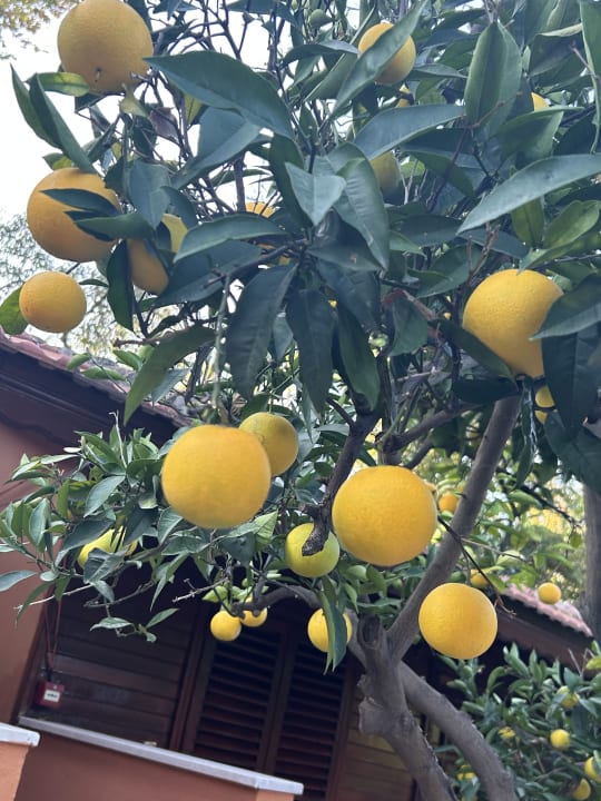 Gartenanlage Özlem Garden Hotel