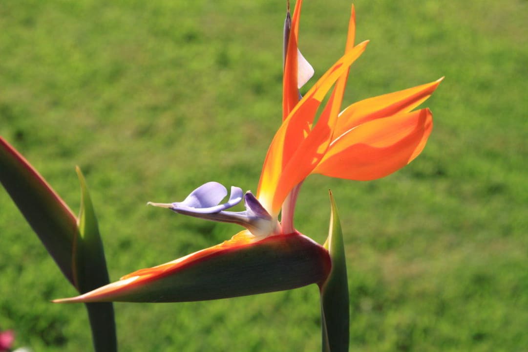 Voyage Belek  Voyage Belek Golf & Spa