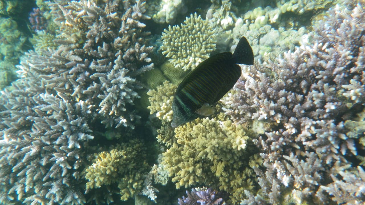 Kleines, feines Hausriff Cleopatra Luxury Resort Makadi Bay