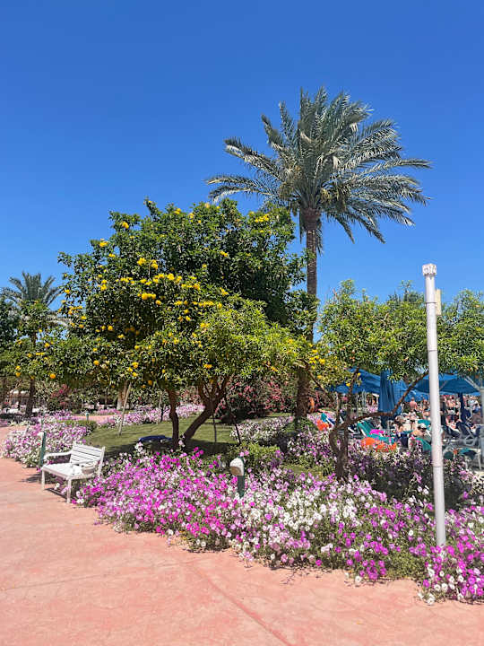 Gartenanlage Desert Rose