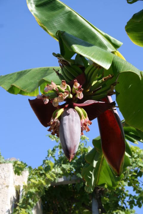 Banane HARPIN Happy Days Beach Hotel