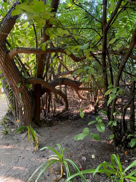 Gartenanlage Komandoo Island Resort & Spa - Adults only