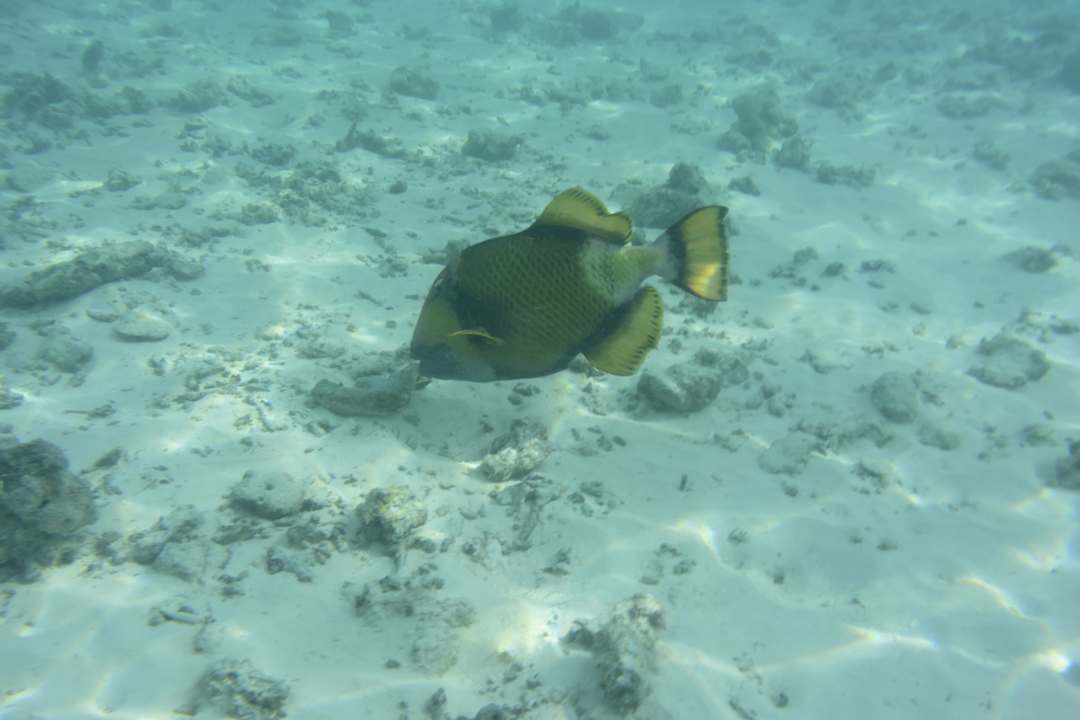 Sonstiges Ellaidhoo Maldives by Cinnamon