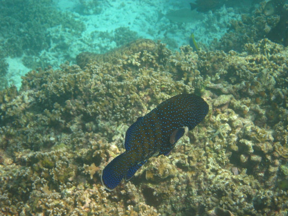 Unterwasserwelt am Hausriff NH Collection Maldives Reethi Resort