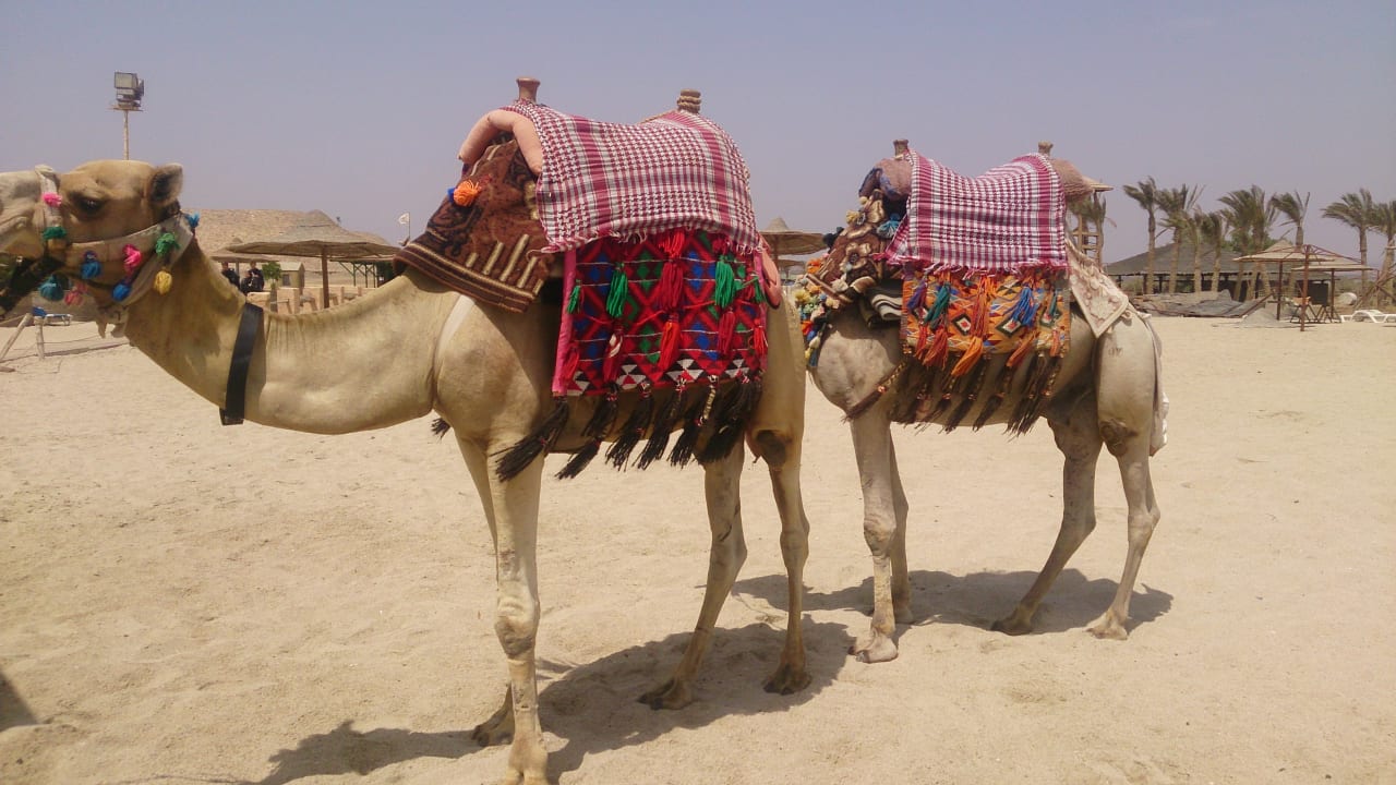 Strand Malikia Resort Abu Dabbab