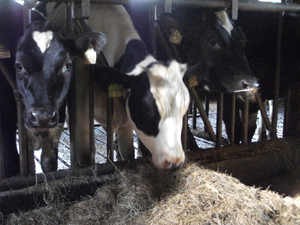 Sonstiges Wiesenberghof